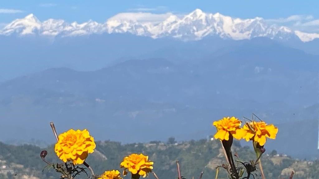 Gelbe Blumen vor Himalaya