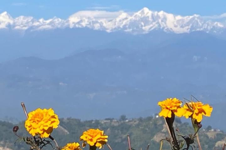 Gelbe Blumen vor Himalaya
