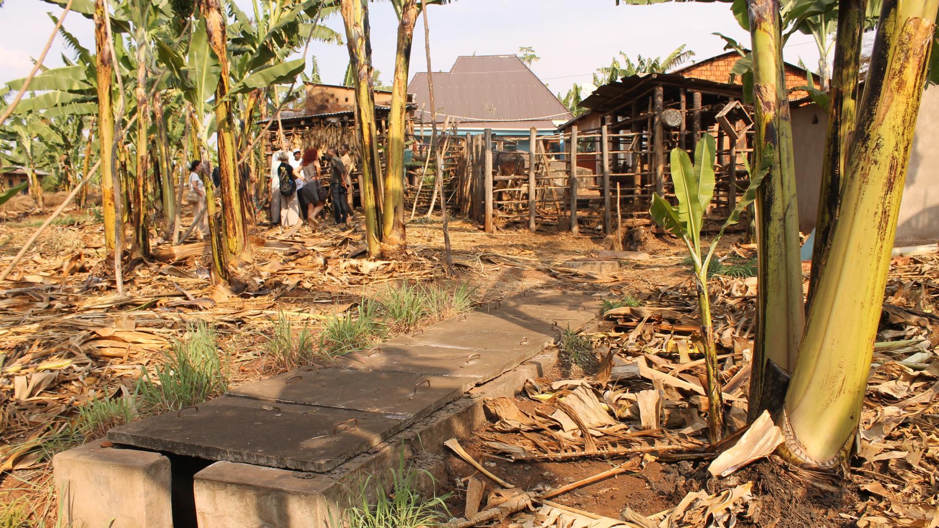 Biogas MAVUNO